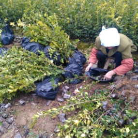 油茶树,茶树苗,高产油茶树苗,油茶苗批发购买