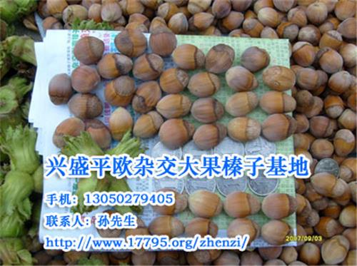 大果榛子-兴盛平欧杂交大果榛子基地