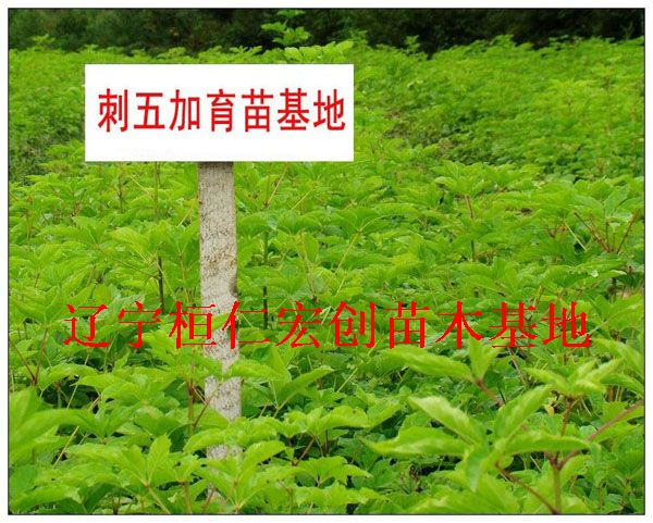 长梗刺五加苗生态种植技术