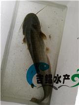 福州魚苗批發(fā)土鯰魚苗,養(yǎng)殖出售,溝鯰魚苗批發(fā)