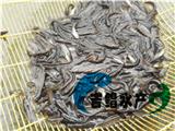   韶關(guān)魚苗批發(fā)南方大口鯰魚苗,批發(fā)鯰魚苗種苗）批發(fā)