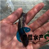  珠海魚苗批發(fā)黃鯰魚苗,批發(fā)出售雜交鯰魚苗批發(fā)