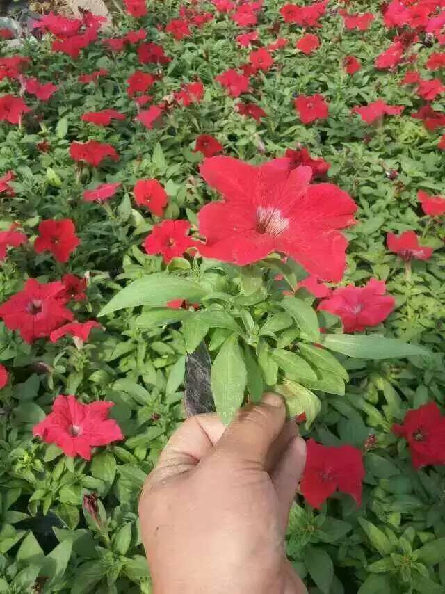 【牵牛花价格】【青州牵牛花批发基地】宏伟花卉苗木