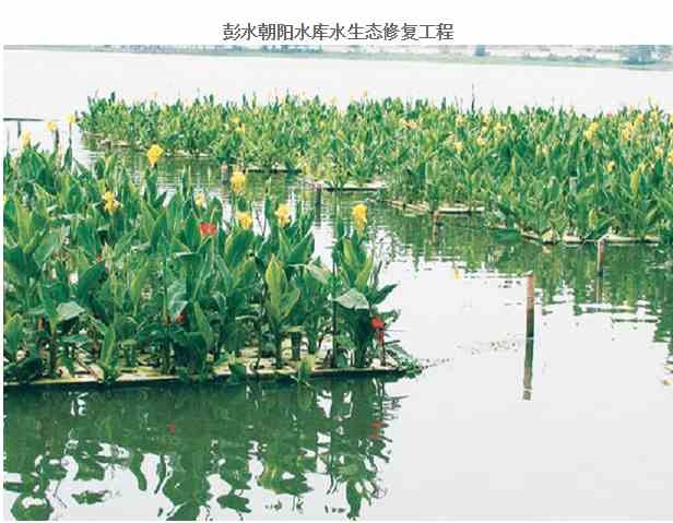 重庆水生植物，Wo发誓，鸢尾批发钜惠来袭，不行动就亏了!