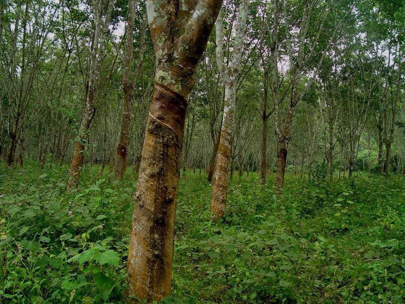 黑龙江哈尔滨江北山地阔叶乔木树种臭李子