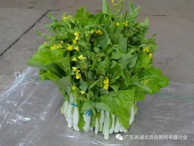 广东省湖北商会爱心义购白菜苔 精准扶贫家乡菜农