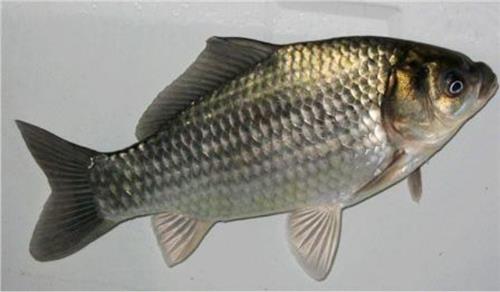 鲫鱼苗怎么养殖【明辉水产】