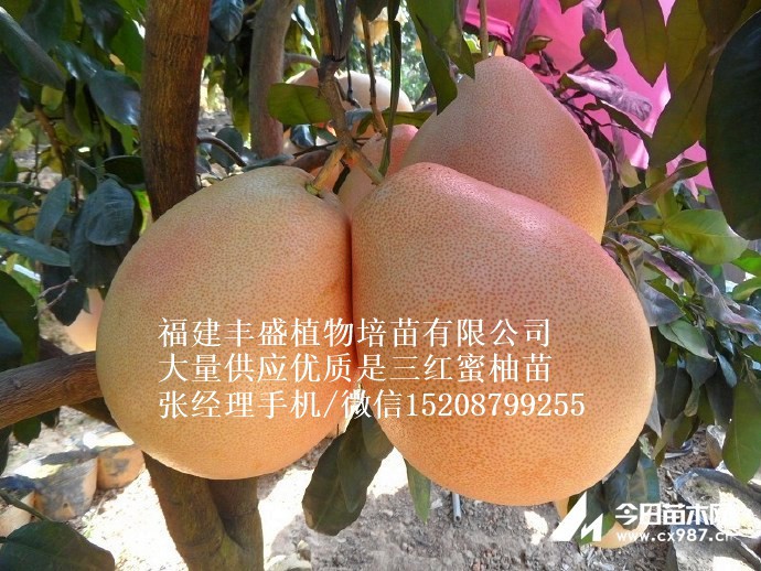 金桔蜜柚苗哪里有卖的