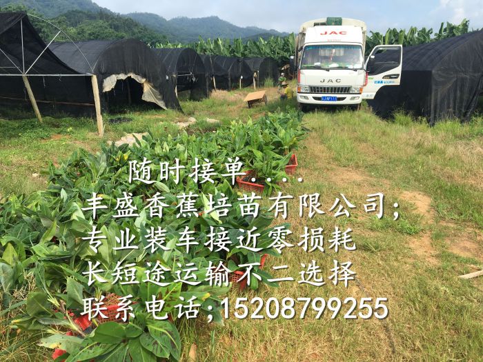 廉江粉蕉苗