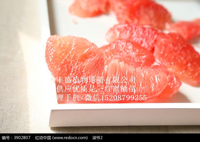三红蜜柚苗厂家直销
