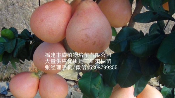 柚子苗批发供应