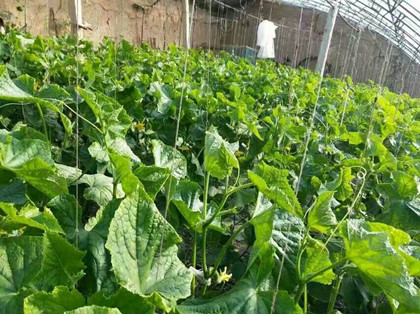 微生物菌肥的優(yōu)勢與誤區(qū)
