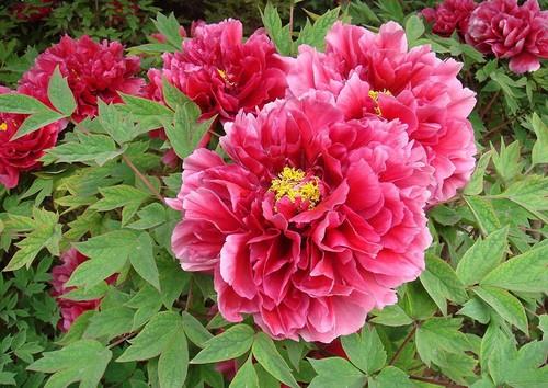 九十周年建军日，天津尧舜牡丹显军魂