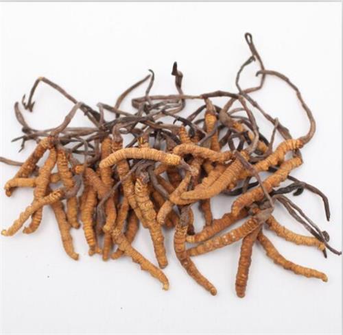 虫草王能吃么【深圳前海永康】