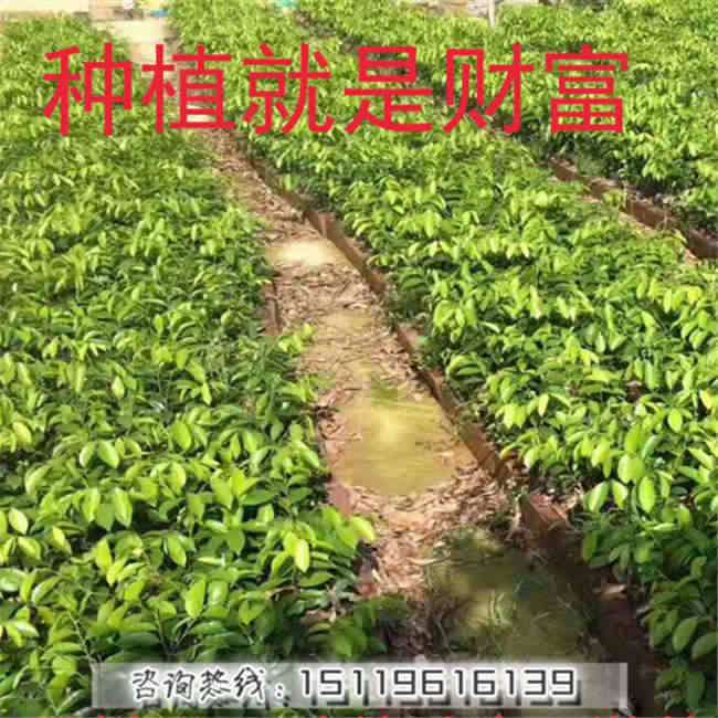 广东沉香树苗沉香树