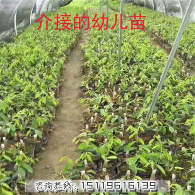 沉香树种植