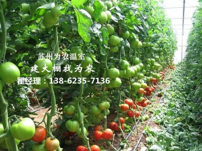 宣城建蔬菜大棚多少钱
