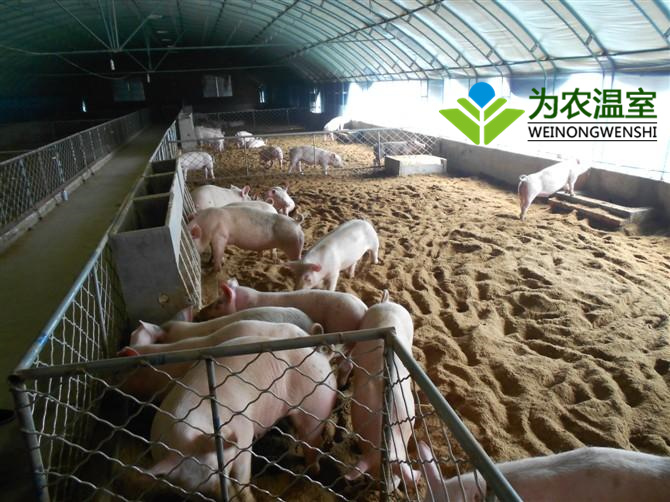 邳州养猪大棚造价