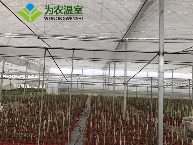 鹰潭建造花卉温室大棚费用