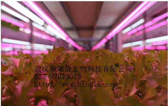 箱式气雾培植物工厂 家庭型植物工厂 人工光植物工厂