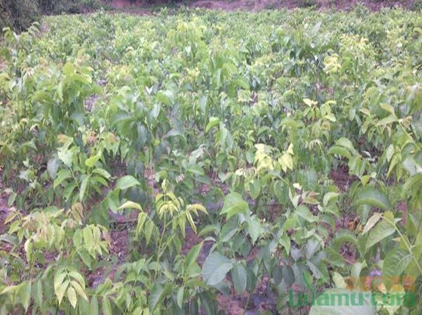 315苗木网_苗木求购_花木网
