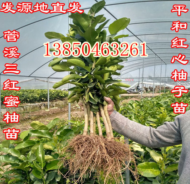 三红蜜柚苗种植示范基地【满园丰苗木】