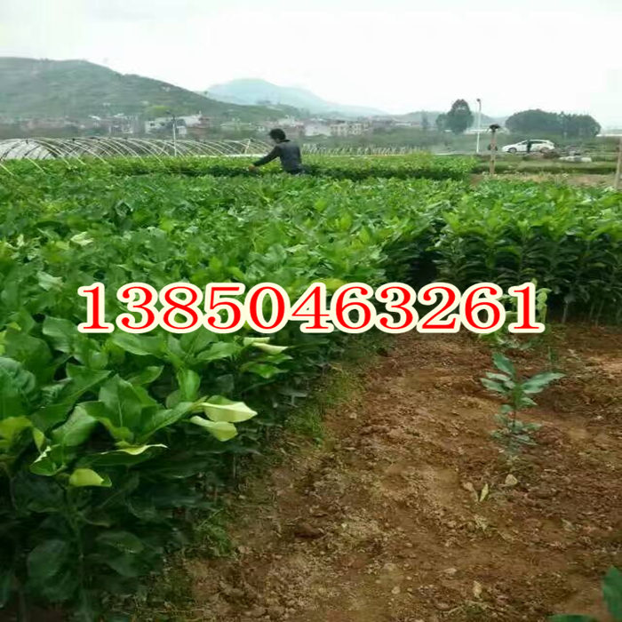 平和管溪哪里有三红蜜柚树苗