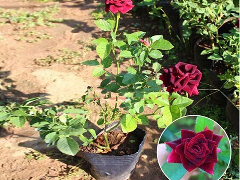 供应新疆销量好的中军苗圃种植繁育多种容器苗——金山绣线菊营养钵