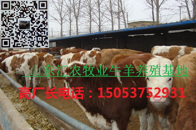 新西門塔爾牛價格