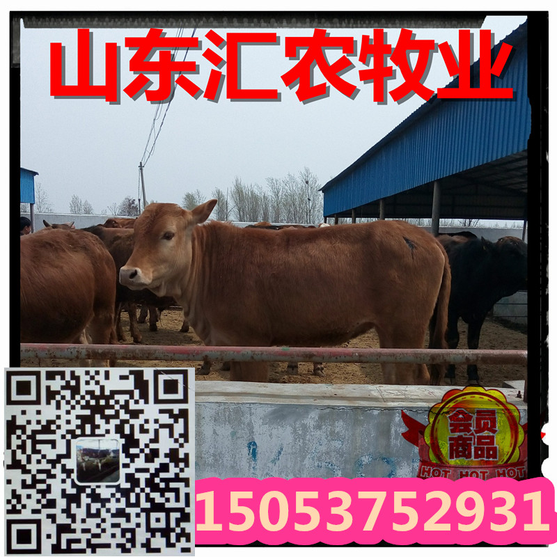 新西門塔爾牛價格