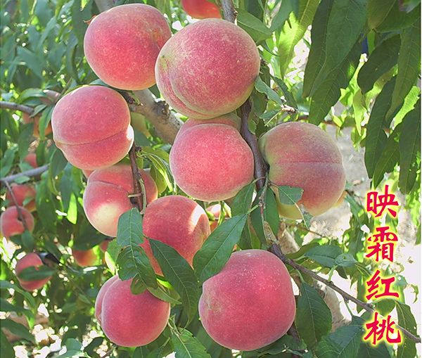 板栗