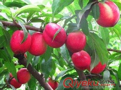 供應美婷油桃樹苗