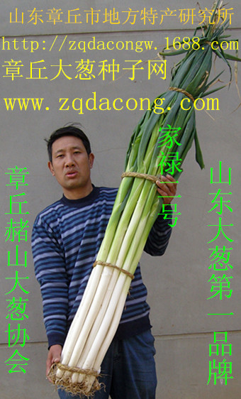 章丘大蔥苗高產新品種 家祿三號山東大蔥苗 中華巨蔥苗子