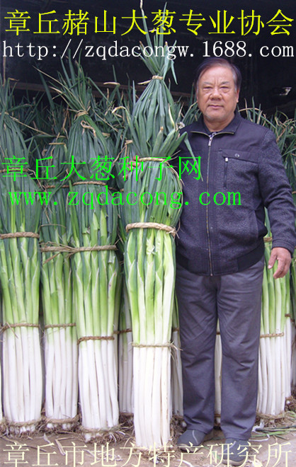 山東大蔥種植技術  章丘大蔥種植新技術 纏線直播大蔥種子
