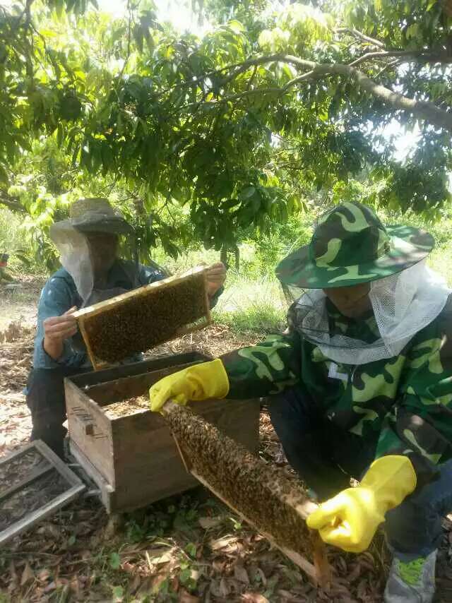 桂平深山純正蜂蜜原始圖片3