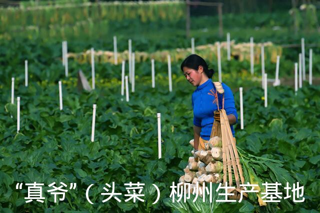 ”真爺”（頭菜）原始圖片3