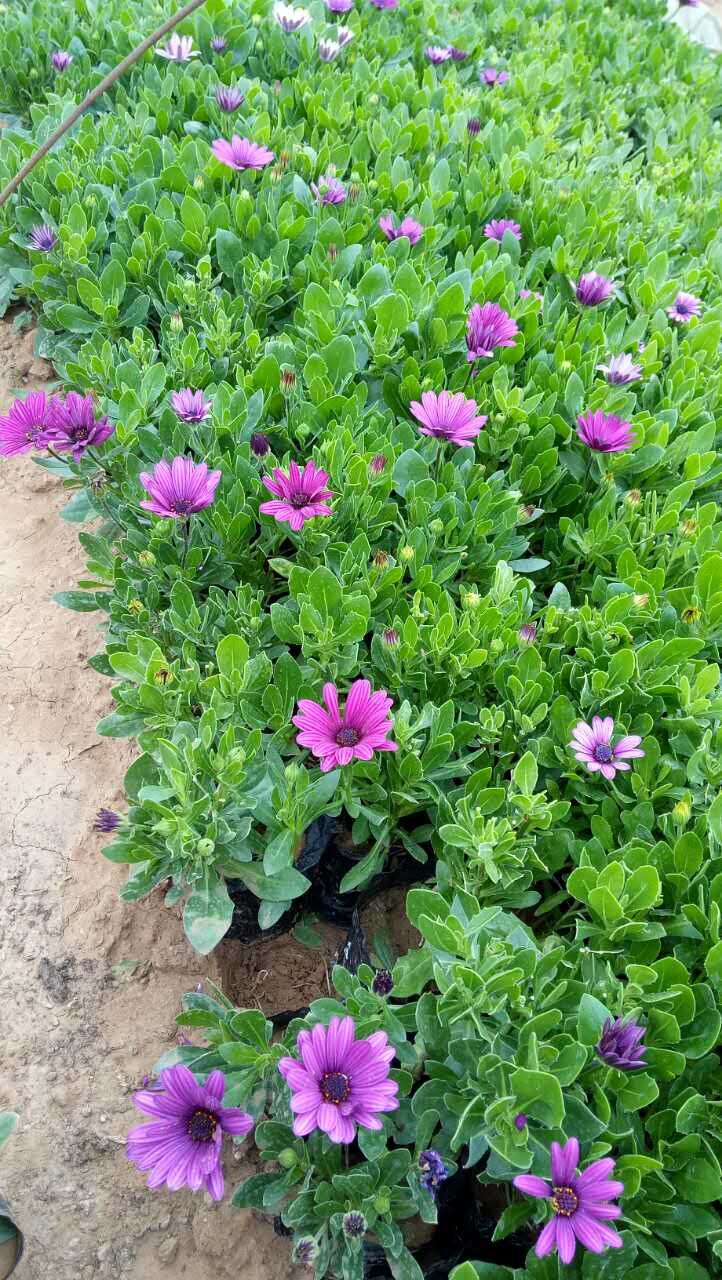 長(zhǎng)沙花卉租擺綠植出租公司
