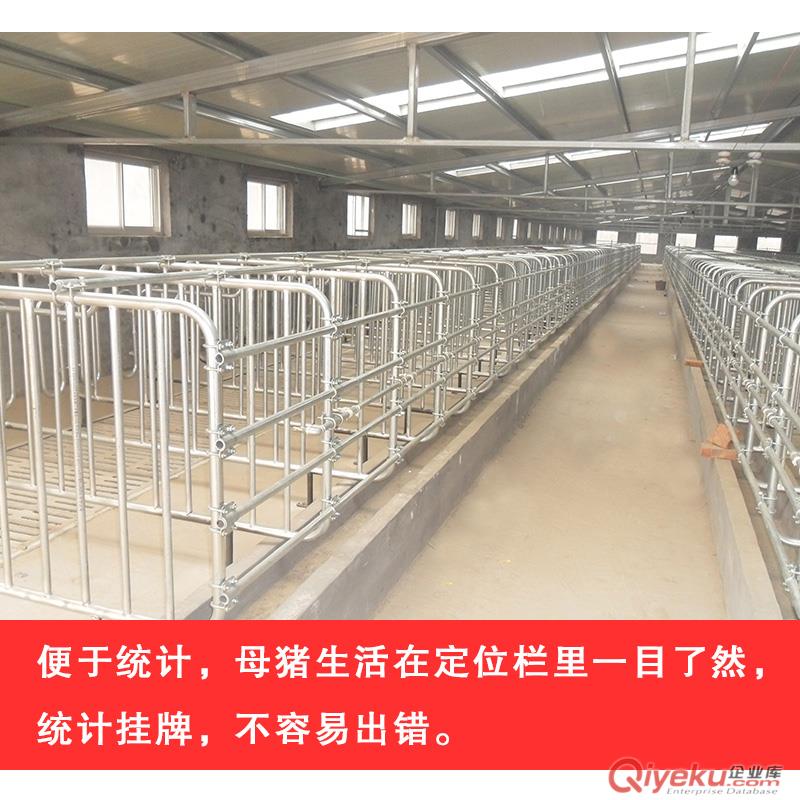 重慶母豬限位欄廠家直銷 豬用定位欄 限位欄 豬八戒養殖設備母豬限位欄原始圖片2