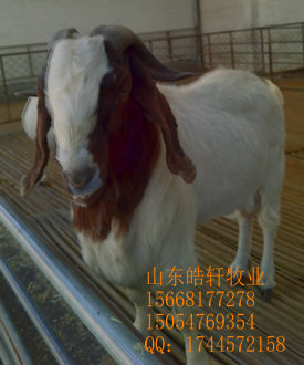 興安盟養殖技術波爾山羊價格杜泊綿羊育肥羊羔價格