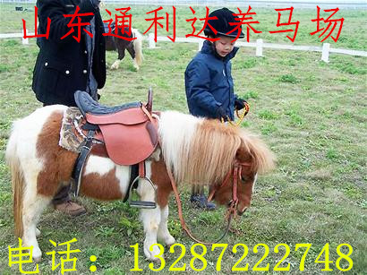 汗血馬養(yǎng)馬場售 騎乘馬 馬 蒙古馬 伊犁馬 半血馬 包運到家原始圖片3