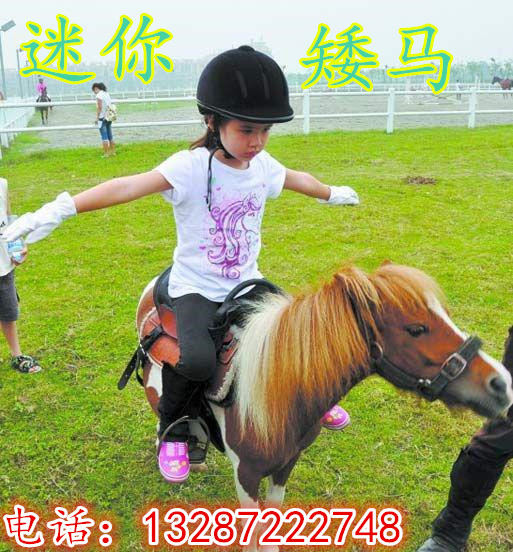 汗血馬養(yǎng)馬場售 騎乘馬 馬 蒙古馬 伊犁馬 半血馬 包運到家