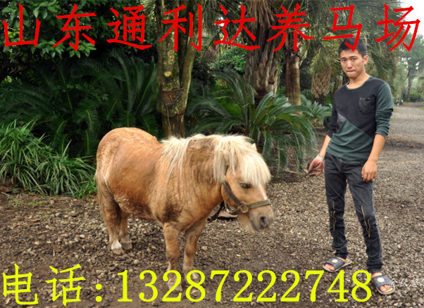 汗血馬養(yǎng)馬場售 騎乘馬 馬 蒙古馬 伊犁馬 半血馬 包運到家原始圖片2