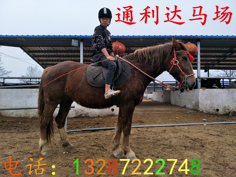 汗血馬養馬場售 騎乘馬 蒙古馬 伊犁馬 半血馬 包運到家