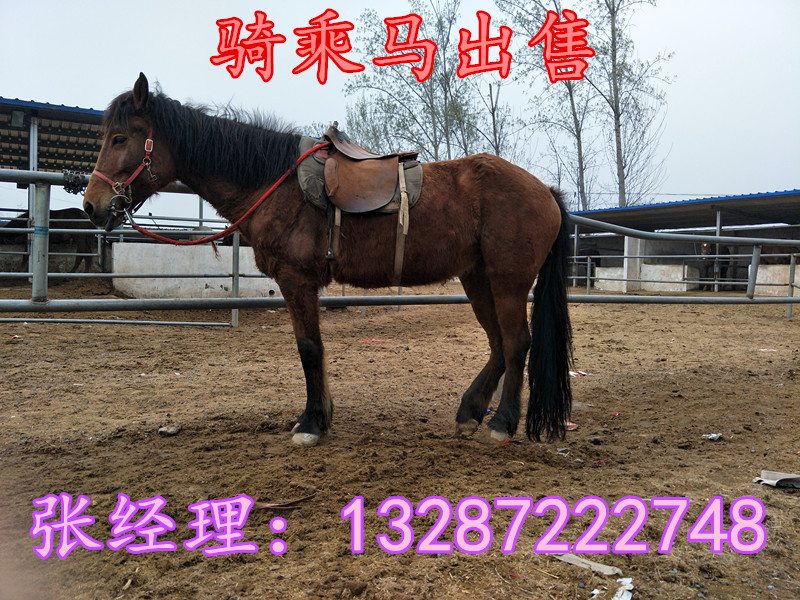 汗血馬養馬場售 騎乘馬 蒙古馬 伊犁馬 半血馬 包運到家