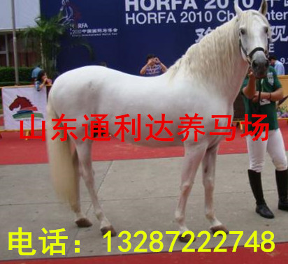 馬肉可以食用嗎 阿拉伯騎乘馬的優(yōu)劣體現(xiàn)在哪里