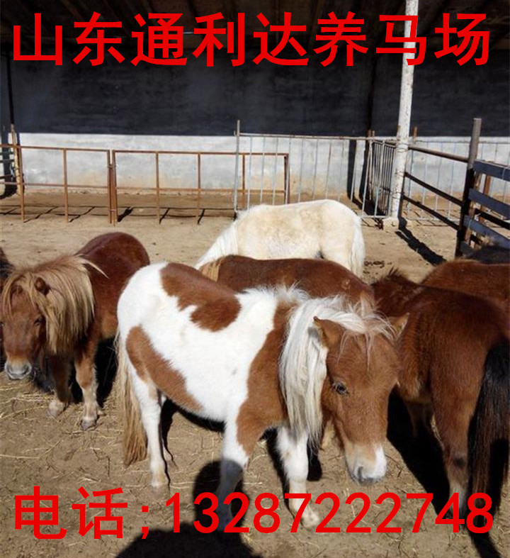 哪里有矮馬出售，賣矮馬的在什么地方