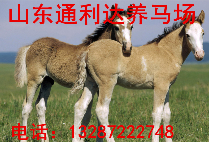 伊犁馬國產(chǎn)伊犁馬 哪里有賣伊犁馬的 伊犁馬什么價(jià)格了 伊犁馬價(jià)原始圖片2