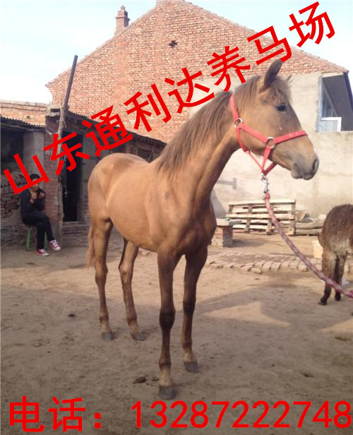農(nóng)村養(yǎng)馬場(chǎng)一匹馬吃多少料？伊犁馬 半血馬養(yǎng)馬馴馬