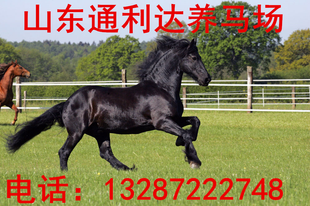 騎乘大馬 阿拉伯馬 半血馬北京附近有賣好馬 騎乘馬 跑馬的嗎？