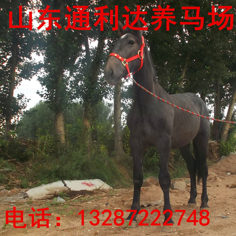 阿拉伯馬 伊犁馬 三河馬肩高是多少？山東有賣嗎